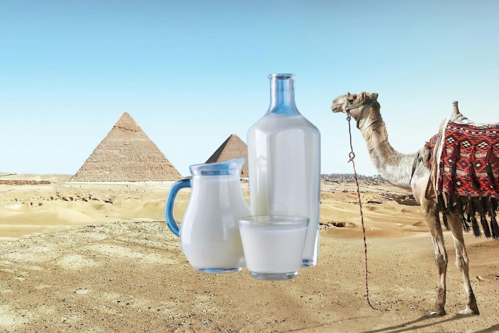 camel-milk